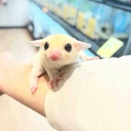 🐹小動物の紹介🐹