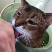 医療講演会に参加して猫と自分の病気予防について考える