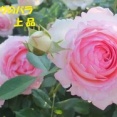 暦‐2026年7月3日