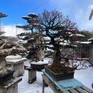 梅花を止める雪国へ移送‼️