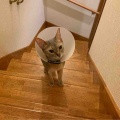 リビング集合待ちのキャリコちゃん