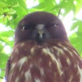 蔵出し画像金龍寺のアオバズク2🦉📸（太田市）