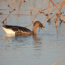渡良瀬遊水地で探鳥してきました-2026-01-17