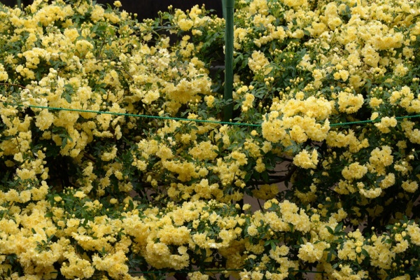 福suke笑顔のblog 薔薇 モッコウバラ