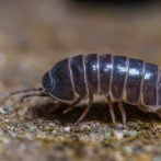 アメリカ「全世界に生息するこの虫、お前らの言語では何て呼ばれてる？」