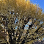 PIOピアノ雑記帳