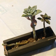 徒長しまくり多肉植物の仕立て直し A Tiny Little Veranda Garden ﾟ ベランダガーデニングの始め方
