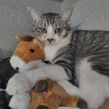 馴れ猫だけど・・・問題児だいずくんのご紹介