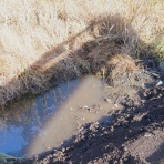 富士山トンボ池通信