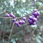 みかん農家のこだわりみかん栽培の日々