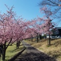 度会河津桜ロード