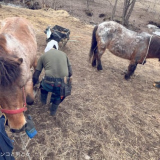 馬とニャンコと男と女