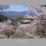 はなものがたり（松尾誠司写真集・花物語）