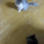 暴れん坊猫よりいろいろやらかしていた猫