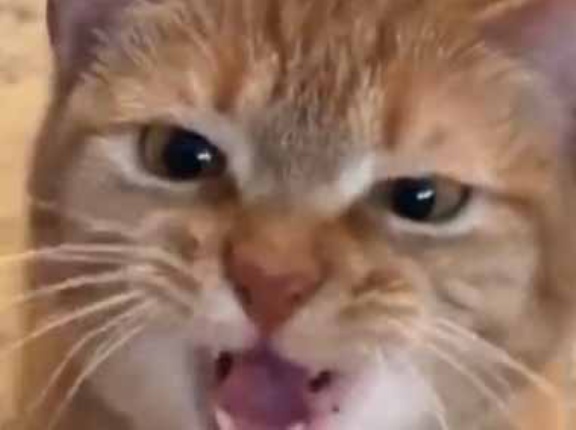 子ネコや猫の鳴き声は様々だ。モノマネしてるのかな？ → 個性的な猫たちはこちらです…
