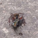 『ハエを捕食するクモが速すぎる』の画像