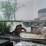 迷カエルコハウス🐸