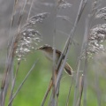 草原でコヨシキリ鳴く！