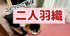 理由はわからない。