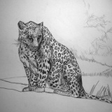 ����ǥå����ɿ��