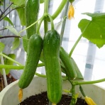 Heyモーの家庭菜園を楽しむ