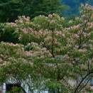 見事に花をつけた大きなネムノキ