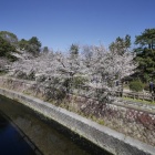 『哲学堂公園の桜情報　2020/03/27』の画像