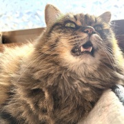 【猫写真】あたたかい所で居たいマロ