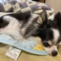 マブちゃんのくしゃみ