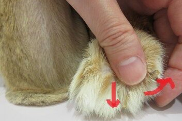 ウサギさんの爪切りはしなくていい さくらペットクリニック病院長ブログ