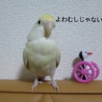 おもちのきもち  ～コザクラインコblog～