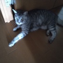 分かり易い話し方の人