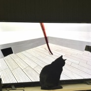 【猫写真】今日の猫たちの様子