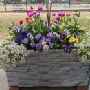 矢沢コミファコンテナ花壇の手直し・ふれあい文化祭