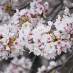 ピアノサークル ENJOY PIANO