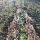 保温効果なるか？