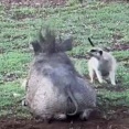 これがリアルディズニーってやつですか。「ライオン・キング」のあのふたり！ → ティモンとプンバァはこちらです…