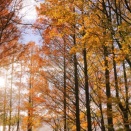 【カラーカード＆ブログ】11/30(日)　いちばん好きなハヤブサは・・・　AMBER 【癒しのメッセージ】