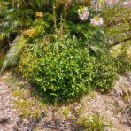 戦いすんで日は暮れて　～アラフィフゲイの田園lifeときどき婚活(？)