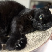 猫たちをお風呂に入れたら…
