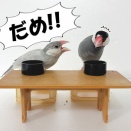 手乗り訓練について話す兄弟