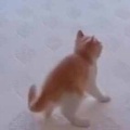 注目☆ - うちには３匹の子ネコがいる。私がベッドメイクをしていた→とても時間がかかります…