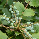 さつきヶ丘保育園