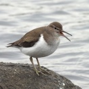 2026年1月11日の野鳥公園