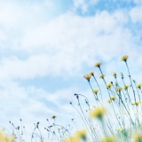 幸福ってどういう事を言うんだろ