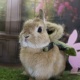 ご来店うさちゃん🌸
