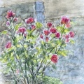 庭の薔薇