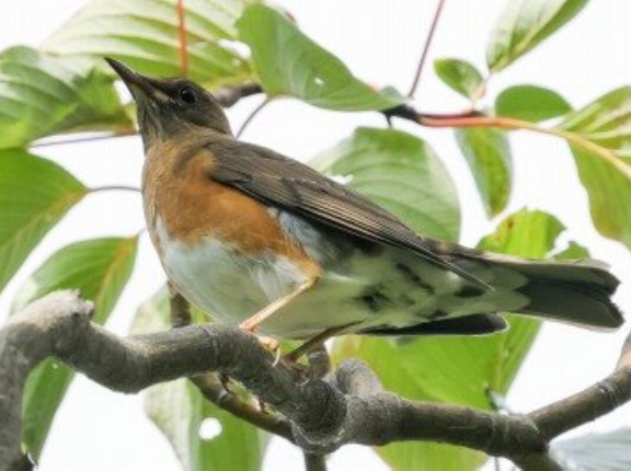 2025年10月28日の野鳥公園