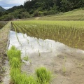 奥伊予 お田植 本年度契約米 ご予約開始