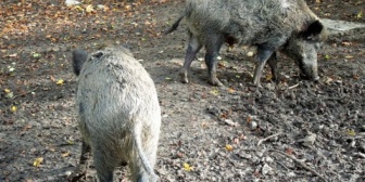 【修羅場】近所のお婆さんが野生のイノシシ10匹ほどに糠を与えていたのが発覚。→獣害がひどいから野生動物に餌をやるのをやめてもらいたいと頼みに行った。→すると…